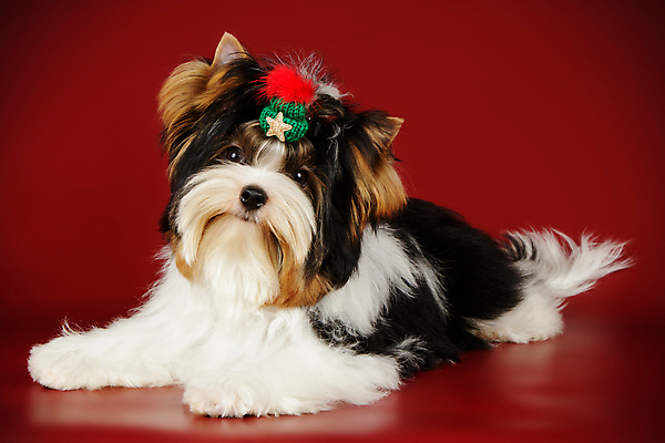 포토 JPG 해외이미지 동물 1 행복 새끼 백그라운드 새로움 털 사람없음 빨간색 반려동물 검은색 거울 흰색 개 달콤 강아지 작음 요크셔테리어 테리어 활 솜털 송곳니 기르기 비버 삼색 해외202007 우호적 해외포토 감정 컬러 컨셉 포유류 맛 치아 크기 돌봄 파일형식