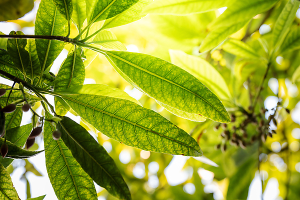 포토 JPG 해외이미지 나무 식물 무료이미지 디자인 계절 백그라운드 컨셉 잎 패턴 자연 벽지 추상 사람없음 초록색 여름 빛 햇빛 태양 우주 환경 정원 맑음 봄 성장 신선 에코 유기농 질감 보케 부드러움 내추럴 블러 생태학 그리너리 해외202007 해외202105 해외포토 자연요소 웰빙 교육 컬러 무늬 날씨 감각 생태계 파일형식 트랜드컬러 무료콘텐츠