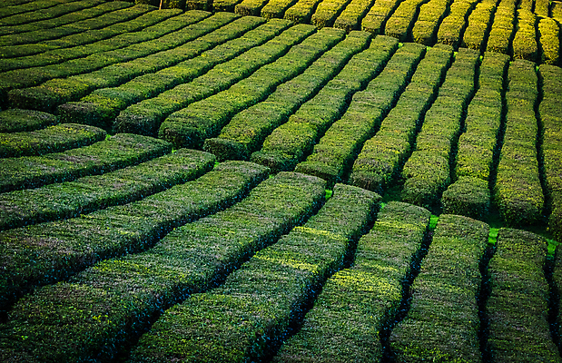 포토 JPG 해외이미지 식물 무료이미지 전통 계절 유럽 음료 선 섬 백그라운드 잎 패턴 밭 농업 비즈니스 자연 건강 풍경 사람없음 야외 초록색 여름 농장 농경지 수확 시골 신선 재산 차 땅 포르투갈 언덕 유기농 생태계 질감 대서양 내추럴 아열대 조작 해외202007 해외202105 해외포토 웰빙 나라 산업 바다 컬러 무늬 금융 파일형식 무료콘텐츠