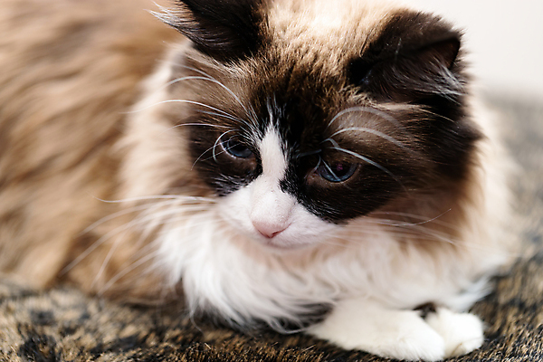 포토 JPG 해외이미지 한마리 응시 휴식 사람없음 반려동물 평화 고양이 얼룩무늬 해외202007 해외포토 동물 1 시선 컨셉 무늬 포유류 파일형식