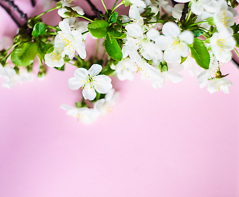 포토 JPG 해외이미지 나무 식물 무료이미지 꽃 분홍색 백그라운드 컨셉 꽃무늬 탁자 휴가 부활절 프레임 사람없음 내부 장식 초록색 세트 장미 축제 봄 벚꽃 나뭇가지 시골 신용카드 체리 파스텔톤 카피스페이스 해외202007 해외202105 해외포토 계절 기념일 컬러 가구 무늬 과일 금융 공백 파일형식 무료콘텐츠