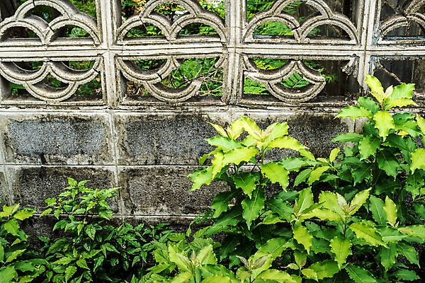 포토 JPG 해외이미지 식물 벽 백그라운드 잎 패턴 자연 표면 벽돌 사람없음 야외 건물 초록색 우주 봄 블록 성장 흰색 신선 질감 내추럴 그런지 깨짐 옛날 콘크리트 해외202007 해외포토 건축물 계절 컬러 컨셉 무늬 생태계 파일형식