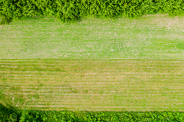 포토 JPG 해외이미지 나무 식물 계절 여행 백그라운드 잎 패턴 자연 추상 산 사람없음 야외 가로 환경 신선 황무지 숲 땅 언덕 환경보전 질감 삼림지대 조감도 해외202007 해외포토 무늬 사회이슈 생태계 파일형식
