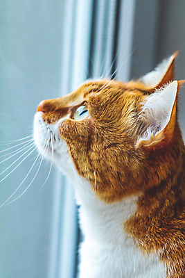 포토 JPG 해외이미지 한마리 생물 사람없음 반려동물 평화 고양이 침묵 해외202007 해외포토 동물 1 컨셉 포유류 소리 파일형식