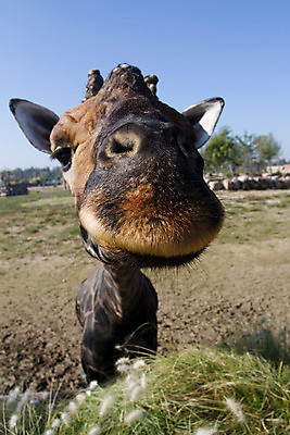 포토 JPG 해외이미지 나무 동물 공원 얼굴 야생동물 장난 포유류 아프리카 자연 초식동물 뿔 동물원 사람없음 갈색 머리 환경 인사 점 입 우아함 핥기 큼 기린 사파리 손목시계 피부 호기심 코 귀 목 주둥이 내추럴 마사이족 전국 반추동물 해외202007 해외포토 식물 공공시설 감정 나라 시계 컬러 컨셉 장신구 모션 신체부위 예절 크기 생태계 파일형식