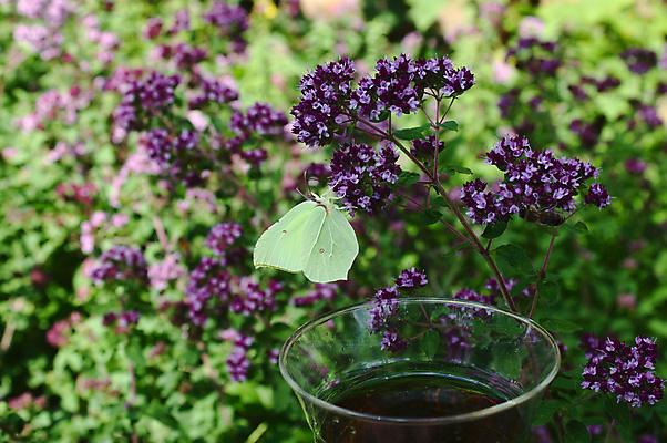 포토 JPG 해외이미지 식물 꽃 꽃무늬 자연 사람없음 보라색 개화 숲 민트 내추럴 해외202007 해외포토 컬러 무늬 허브 생태계 파일형식