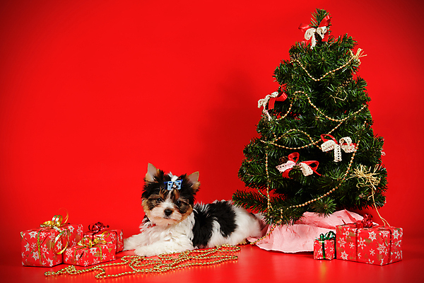 포토 JPG 해외이미지 나무 동물 1 행복 새끼 백그라운드 크리스마스 공 휴가 새로움 털 미소 사람없음 장식 빨간색 반려동물 산타클로스 검은색 거울 흰색 개 달콤 강아지 작음 샴페인 요크셔테리어 테리어 연도 사진사 활 솜털 송곳니 기르기 비버 삼색 해외202007 우호적 해외포토 식물 기념일 감정 컬러 컨셉 포유류 주류 표정 맛 치아 크기 작가 돌봄 파일형식