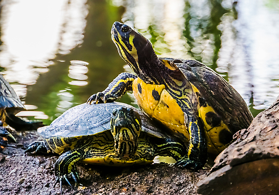 포토 JPG 해외이미지 동물 커플 파충류 사람없음 초록색 물 반려동물 강 노란색 쌓기 미국 연못 거북이 습지 땅 이국적 인기 해외202007 해외포토 자연요소 컬러 북아메리카 관계 모션 파일형식