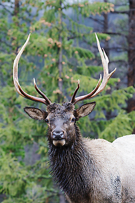 포토 JPG 해외이미지 동물 호수 야생동물 포유류 가족 자연 사슴 산 털 종류 사람없음 물 갈색 어둠 코트 종 흰색 소나무 소 습지 숲 큼 시원함 속눈썹 버드나무 바퀴자국 황소 코 귀 무거움 주둥이 엘크 콜로라도 벨벳 해외202007 해외포토 자연요소 나무 컬러 관계 자국 신체부위 미국 외투 무게 크기 실크 눈썹 생태계 파일형식