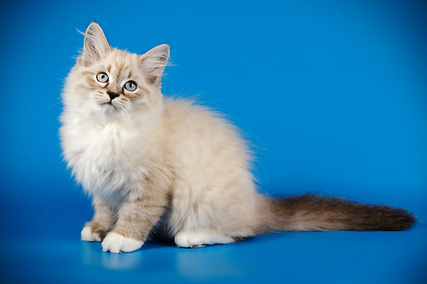 포토 JPG 해외이미지 한마리 응시 앉기 사람없음 파란색 반려동물 고양이 작음 해외202007 해외포토 동물 1 시선 컬러 포유류 모션 크기 파일형식