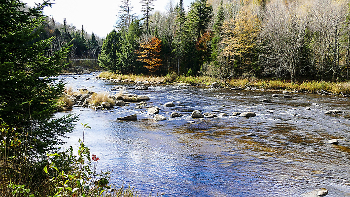 포토 JPG 해외이미지 나무 무료이미지 여행 백그라운드 잎 자연 풍경 사람없음 야외 초록색 물 파란색 강 가을 바위 숲 암초 내추럴 해외202007 해외202105 해외포토 자연요소 식물 계절 컬러 돌_바위 생태계 파일형식