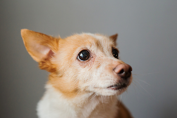 포토 JPG 해외이미지 동물 응시 행복 얼굴 새끼 백그라운드 오렌지 포유류 놀이 사람없음 반려동물 게임 개 강아지 작음 고립 미니 해외202007 우호적 해외포토 시선 감정 컨셉 과일 신체부위 크기 파일형식