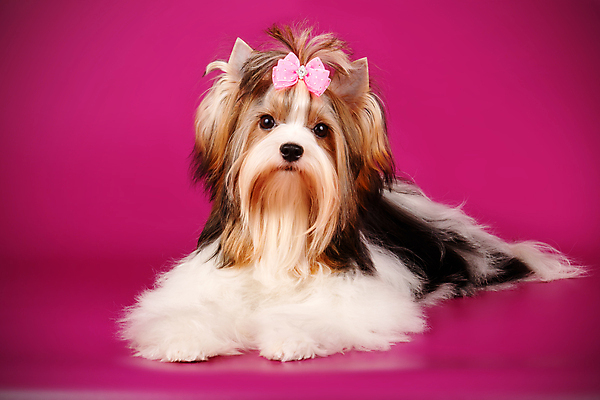 포토 JPG 해외이미지 나무 동물 1 행복 새끼 백그라운드 크리스마스 공 휴가 새로움 털 사람없음 장식 빨간색 반려동물 산타클로스 검은색 거울 흰색 개 달콤 강아지 작음 샴페인 요크셔테리어 테리어 연도 활 솜털 송곳니 기르기 비버 삼색 해외202007 우호적 해외포토 식물 기념일 감정 컬러 컨셉 포유류 주류 맛 치아 크기 돌봄 파일형식