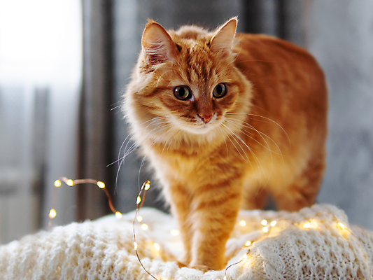 포토 JPG 해외이미지 한마리 응시 옷 겨울 사람없음 반려동물 고양이 스웨터 니트 해외202007 해외포토 동물 1 시선 계절 상의 포유류 파일형식