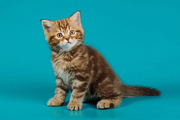 포토 JPG 해외이미지 한마리 응시 사람없음 반려동물 고양이 줄무늬 작음 얼룩무늬 해외202007 해외포토 동물 1 시선 무늬 포유류 크기 파일형식