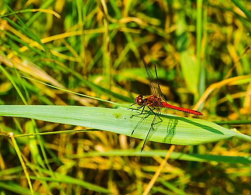 포토 JPG 해외이미지 남자 유럽 얼굴 곤충 백그라운드 신체 날개 자연 불 종류 초원 성인 사람없음 빨간색 컬러풀 머리 활발 벌레 잠자리 난방기 묘사 강렬 해외202007 해외포토 자연요소 동물 나라 컬러 컨셉 사람 신체부위 생태계 난방용품 파일형식