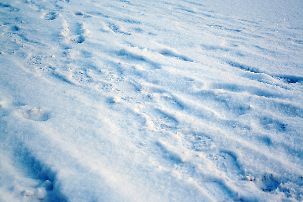 포토 JPG 해외이미지 계절 여행 백그라운드 신발 겨울 패턴 자연 표면 날씨 추상 휴가 사람없음 야외 장식 파란색 맑음 얼음 추위 흰색 신선 군중 인쇄 발자국 시원함 서리 장면 내추럴 양발 자취 눈내림 많음 해외202007 해외포토 자연요소 컬러 컨셉 무늬 자국 눈_날씨 사람 생태계 파일형식
