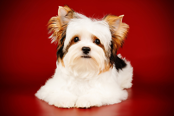 포토 JPG 해외이미지 동물 1 행복 새끼 백그라운드 새로움 털 사람없음 빨간색 반려동물 검은색 거울 흰색 개 달콤 강아지 작음 요크셔테리어 테리어 활 솜털 송곳니 기르기 비버 삼색 해외202007 우호적 해외포토 감정 컬러 컨셉 포유류 맛 치아 크기 돌봄 파일형식