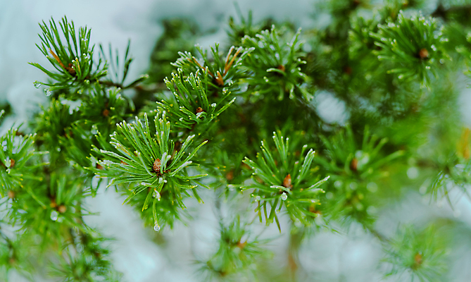 포토 JPG 해외이미지 나무 식물 계절 줄기 백그라운드 잎 크리스마스 자연 새로움 사람없음 목재 장식 초록색 우주 환경 검은색 나뭇가지 신선 소나무 숲 연도 묘사 질감 보케 솔방울 상록수 침엽수 전나무 시들음 내추럴 고립 가문비나무 국경 해외202007 해외포토 기념일 컬러 컨셉 재료 생태계 파일형식