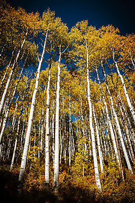 포토 JPG 해외이미지 구름 여행 잎 밭 오렌지 자연 하늘 날씨 산 풍경 사람없음 야외 초록색 파란색 태양 노란색 일출 달러 일몰 가을 흰색 붓 소나무 황금 씻기 숲 언덕 지역 드라마 내추럴 절정 콜로라도 화강암 해외202007 해외포토 자연요소 나무 식물 계절 컬러 돈 농업 과일 노을 미국 청결 암석 생태계 파일형식