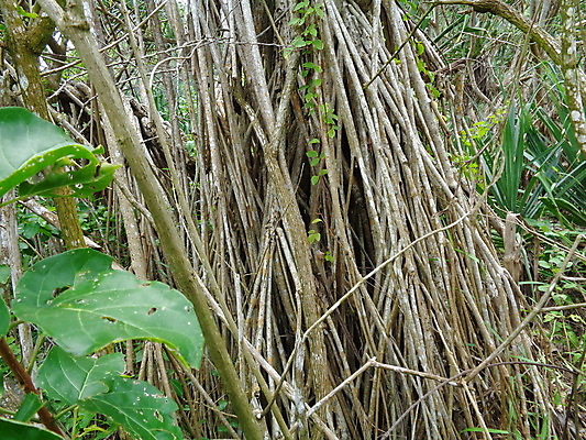 포토 JPG 해외이미지 나무 식물 야생동물 바다 백그라운드 잎 과일 자연 하늘 추상 건강 풍경 사람없음 야외 목재 장식 빨간색 초록색 여름 환경 성장 흰색 나사 신선 소나무 허브 유기농 질감 뿌리 내추럴 숙성 해외202007 해외포토 동물 웰빙 계절 컬러 무늬 재료 공구 생태계 파일형식