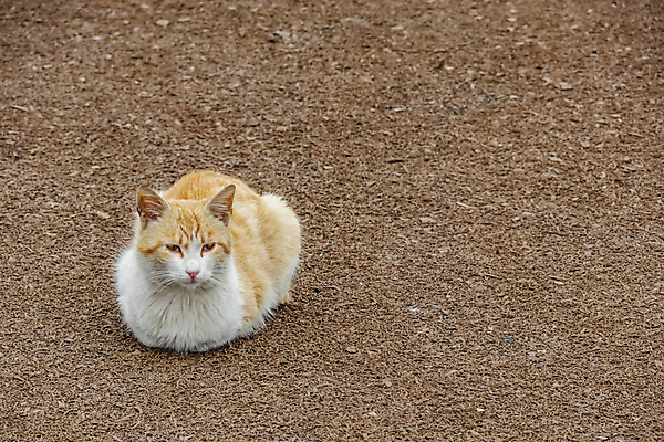 포토 JPG 해외이미지 한마리 응시 사람없음 반려동물 고양이 얼룩무늬 해외202007 해외포토 동물 1 시선 무늬 포유류 파일형식