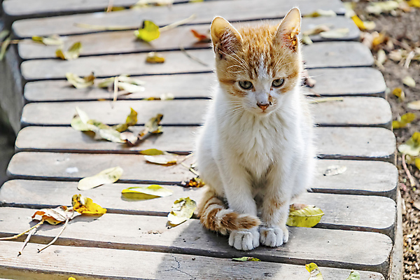 포토 JPG 해외이미지 한마리 응시 실내 사람없음 반려동물 검은색 고양이 얼룩무늬 해외202007 해외포토 동물 1 시선 컬러 무늬 포유류 내부 파일형식