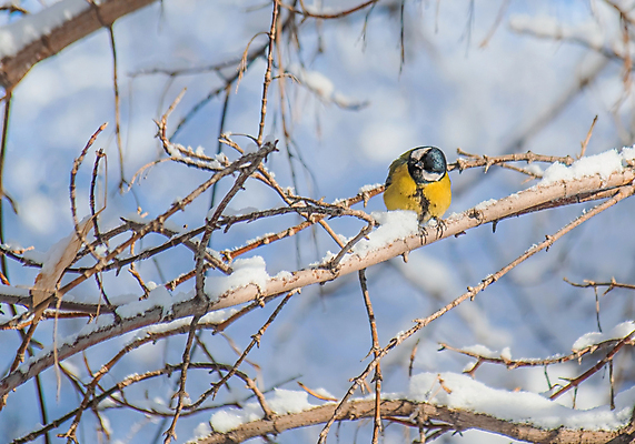 포토 JPG 해외이미지 나무 동물 야생동물 겨울 조류 앉기 사람없음 야외 노란색 나뭇가지 관찰 숲 작음 싱글 눈보라 동물상 폭설 눈내림 해외202007 해외포토 식물 계절 컬러 모션 눈_날씨 조형물 크기 자연재해 파일형식