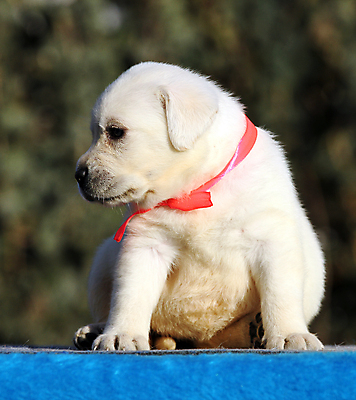포토 JPG 해외이미지 응시 행복 어린이 놀이 탁자 사람없음 파란색 반려동물 노란색 기쁨 개 리트리버 달콤 강아지 래브라도리트리버 위치 창백 기르기 유래 해외202007 해외포토 동물 시선 감정 컬러 가구 포유류 사람 맛 돌봄 파일형식