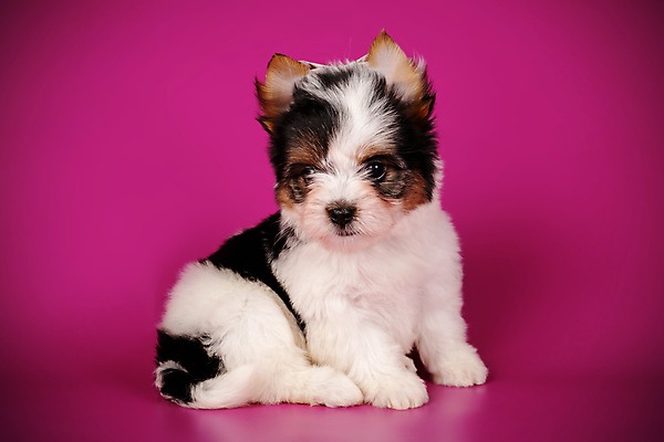 포토 JPG 해외이미지 동물 1 행복 새끼 백그라운드 새로움 털 미소 사람없음 빨간색 반려동물 검은색 거울 흰색 개 달콤 강아지 작음 요크셔테리어 테리어 활 솜털 송곳니 기르기 비버 삼색 해외202007 우호적 해외포토 감정 컬러 컨셉 포유류 표정 맛 치아 크기 돌봄 파일형식