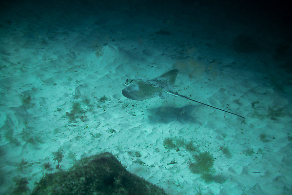 포토 JPG 해외이미지 동물 야생동물 바다 섬 여행 자연 낚시 어류 사람없음 물 파란색 검은색 바닷속 수중 수영 광선 원형 산호 잠수부 생태계 다이빙 암초 깊이 해외202007 해외포토 자연요소 도형 컬러 레저 수중동물 수상스포츠 자포동물 전문직 수중스포츠 파일형식
