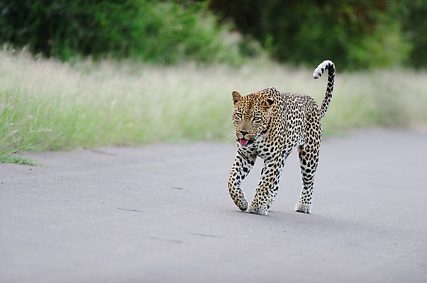포토 JPG 해외이미지 동물 응시 야생동물 포유류 아프리카 자연 사람없음 야외 고양이 산책 사막 황무지 위험 꼬리 육식동물 사냥꾼 서식지 표범 남쪽 경보 남아프리카 동물상 해외202007 해외포토 직업 시선 나라 컨셉 휴식 반려동물 조형물 방향 생태계 파일형식