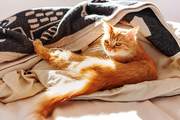 포토 JPG 해외이미지 한마리 응시 사람없음 반려동물 고양이 침대 낮잠 해외202007 해외포토 동물 1 시선 가구 포유류 잠 파일형식