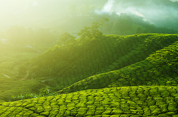 포토 JPG 해외이미지 나무 식물 구름 무료이미지 아시아 여행 잎 패턴 밭 농업 자연 하늘 아침 산 풍경 사람없음 초록색 농작물 농장 농경지 노란색 일출 정원 계곡 일몰 안개 시골 신선 분위기 재산 황금 연기 차 열대우림 언덕 에코 격려 동쪽 남쪽 말레이시아 산악지대 뿌연 해외202007 해외202105 영광군 해외포토 주간 자연요소 감정 나라 산업 음료 컬러 컨셉 무늬 모션 날씨 금융 노을 환경 숲 전라남도 방향 생태계 파일형식 무료콘텐츠