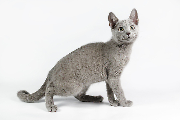 포토 JPG 해외이미지 동물 응시 백그라운드 장난 포유류 털 사람없음 초록색 파란색 반려동물 고양이 회색 흰색 우아함 은색 작음 꼬리 솜털 고립 기르기 단아함 러시아인 해외202007 해외포토 서양인 시선 컬러 컨셉 크기 돌봄 파일형식