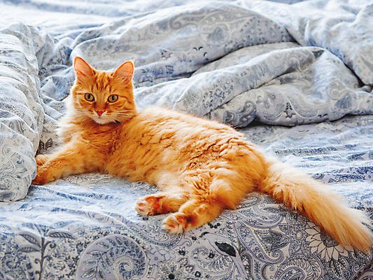 포토 JPG 해외이미지 한마리 휴식 사람없음 반려동물 고양이 침대 담요 낮잠 시트 해외202007 해외포토 동물 1 가구 컨셉 포유류 잠 파일형식