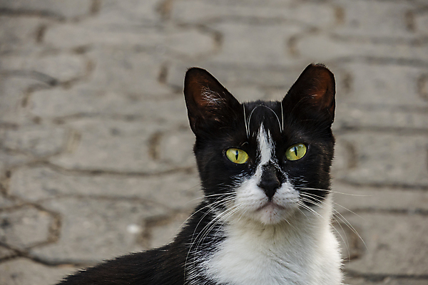 포토 JPG 해외이미지 한마리 응시 실내 사람없음 반려동물 검은색 고양이 얼룩무늬 해외202007 해외포토 동물 1 시선 컬러 무늬 포유류 내부 파일형식