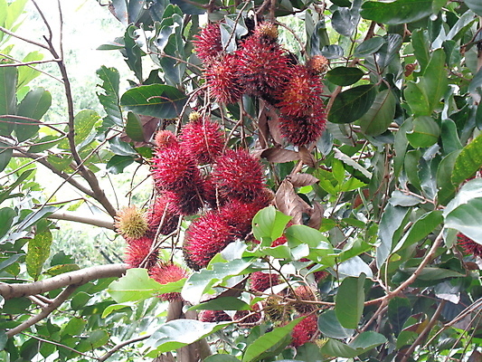 포토 JPG 해외이미지 나무 식물 계절 아시아 음식 백그라운드 잎 농업 다이어트 과일 재료 자연 디저트 건강 동양인 사람없음 야외 초록색 컬러풀 정원 봄 수확 흰색 신선 시장 달콤 맛 먹기 피부 열대과일 상쾌 유기농 질감 내추럴 숙성 이국적 맛있는 해외202007 해외포토 웰빙 감정 나라 산업 컬러 컨셉 모션 인종 신체부위 생태계 파일형식