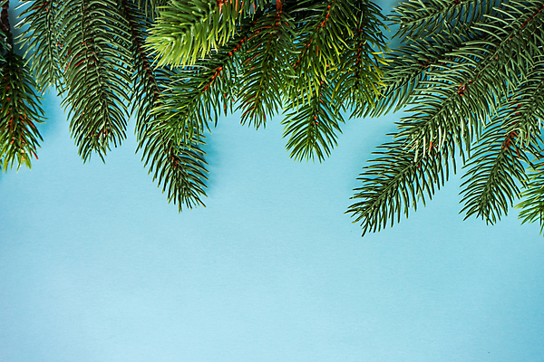 포토 JPG 해외이미지 나무 백그라운드 컨셉 크리스마스 겨울 휴가 프레임 사람없음 파란색 축제 신용카드 전나무 원뿔 파스텔톤 카피스페이스 해외202007 해외포토 도형 식물 계절 기념일 컬러 금융 공백 파일형식