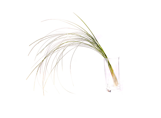 포토 JPG 해외이미지 식물 무료이미지 백그라운드 자연 사람없음 초록색 흰색 찻잔 발사 내추럴 고립 해외202007 해외202105 해외포토 컬러 잔 생태계 파일형식