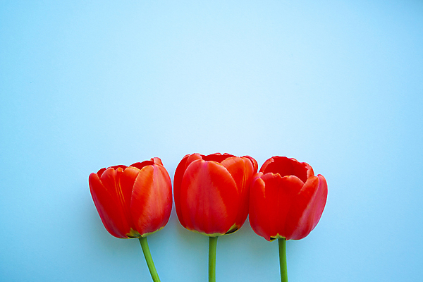 포토 JPG 해외이미지 무료이미지 계절 기념일 꽃 행복 꽃다발 백그라운드 꽃무늬 텍스트 자연 벽지 휴가 부활절 프레임 발렌타인데이 선물 사랑 사람없음 장식 빨간색 초록색 파란색 우주 봄 낭만 튤립 벚꽃 축하 인사 신선 신용카드 생일 4월 5월 엽서 초대 줄서기 터키석 목업 카피스페이스 해외202007 해외202105 해외포토 식물 감정 컬러 컨셉 무늬 모션 데이이벤트 이벤트 금융 공백 예절 날짜 보석 편지 생태계 파일형식 무료콘텐츠