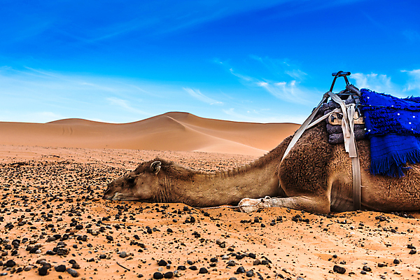 포토 JPG 해외이미지 모래 여행 백그라운드 오렌지 아프리카 자연 하늘 건조 풍경 사람없음 야외 노란색 일몰 사막 뜨거움 모래언덕 언덕 낙타 모로코 사하라 아랍어 해외202007 해외포토 나라 컬러 과일 포유류 노을 생태계 파일형식
