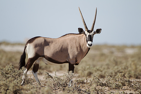포토 JPG 해외이미지 동물 공원 음료 야생동물 모래 여행 잎 패턴 포유류 가족 아프리카 자연 뿔 동물원 국립공원 사람없음 물 게임 그룹 황무지 보호 큼 모래언덕 먹기 사파리 영양 가젤 나미비아 보츠와나 스텝 해외202007 해외포토 자연요소 식물 공공시설 나라 컨셉 무늬 관계 모션 놀이 크기 언덕 생태계 남아프리카 파일형식
