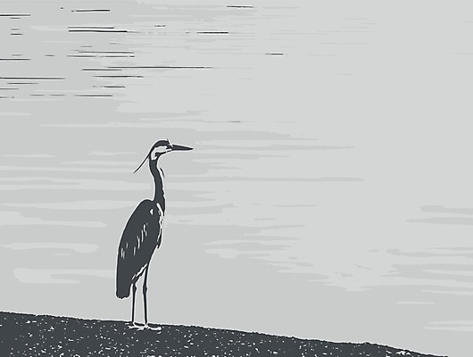 EPS 해외이미지 동물 야생동물 음식 모래 바다 섬 여행 백그라운드 날개 일러스트 자연 조류 하늘 낚시 휴가 서기 풍경 야외 물 여름 파란색 태양 환경 회색 흰색 연못 큼 왜가리 깃털 휴양지 부리 석호 몰디브 내추럴 이국적 파라다이스 플로리다 해외202007 해외일러스트 자연요소 계절 아시아 컬러 모션 레저 미국 장소 크기 생태계 파일형식 벡터