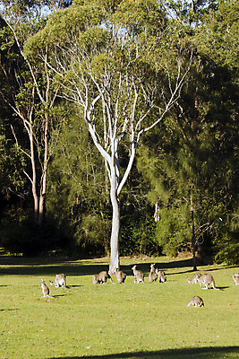 포토 JPG 해외이미지 나무 동물 야생동물 백그라운드 포유류 자연 서기 사람없음 세로 계곡 맑음 그룹 호주 수집 캥거루 고립 해외202007 해외포토 식물 모션 날씨 오세아니아 생태계 파일형식