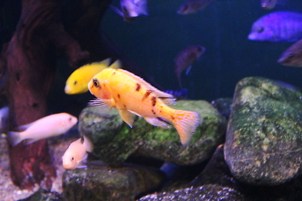 포토 JPG 해외이미지 동물 야생동물 바다 여행 백그라운드 자연 어류 동양인 사람없음 물 파란색 컬러풀 일본 검은색 수중 흰색 황금 큼 다이빙 수족관 내추럴 이국적 해외202007 해외포토 자연요소 아시아 컬러 인종 수영 수중동물 크기 생태계 수중스포츠 파일형식