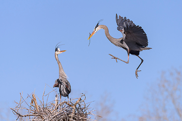 포토 JPG 해외이미지 동물 여자 남자 야생동물 잎 날개 자연 조류 하늘 성인 사람없음 야외 물 파란색 컬러풀 노란색 계란 젖음 덮개 흰색 둥지 큼 왜가리 깃털 꼬리 부리 사냥꾼 목 물새 계산서 내추럴 착륙 콜로라도 해외202007 해외포토 자연요소 식물 직업 컬러 사람 신체부위 알 미국 뚜껑 크기 생태계 파일형식