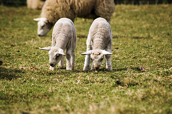 포토 JPG 해외이미지 동물 외관 계절 2 밭 청소년 사람없음 야외 가로 농장 봄 아기 양 쌍 먹이 먹기 쌍둥이 양고기 찰과상 해외202007 해외포토 농업 포유류 가족 모션 육류 사람 상처 파일형식