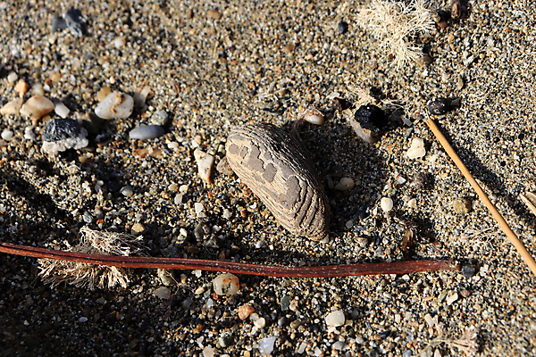 포토 JPG 해외이미지 모래 바다 조각 백그라운드 패턴 자연 표면 날씨 사람없음 야외 목재 여름 모래사장 질감 내추럴 해외202007 해외포토 나무 계절 무늬 재료 생태계 파일형식