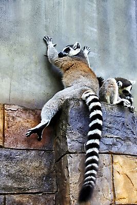 포토 JPG 해외이미지 동물 한마리 응시 포유류 아프리카 자연 앉기 사람없음 야외 가로 갈색 원숭이 작음 사파리 부드러움 솜털 주둥이 유인원 대가리 마다가스카르 해외202007 해외포토 1 시선 나라 컬러 모션 감각 크기 생태계 파일형식